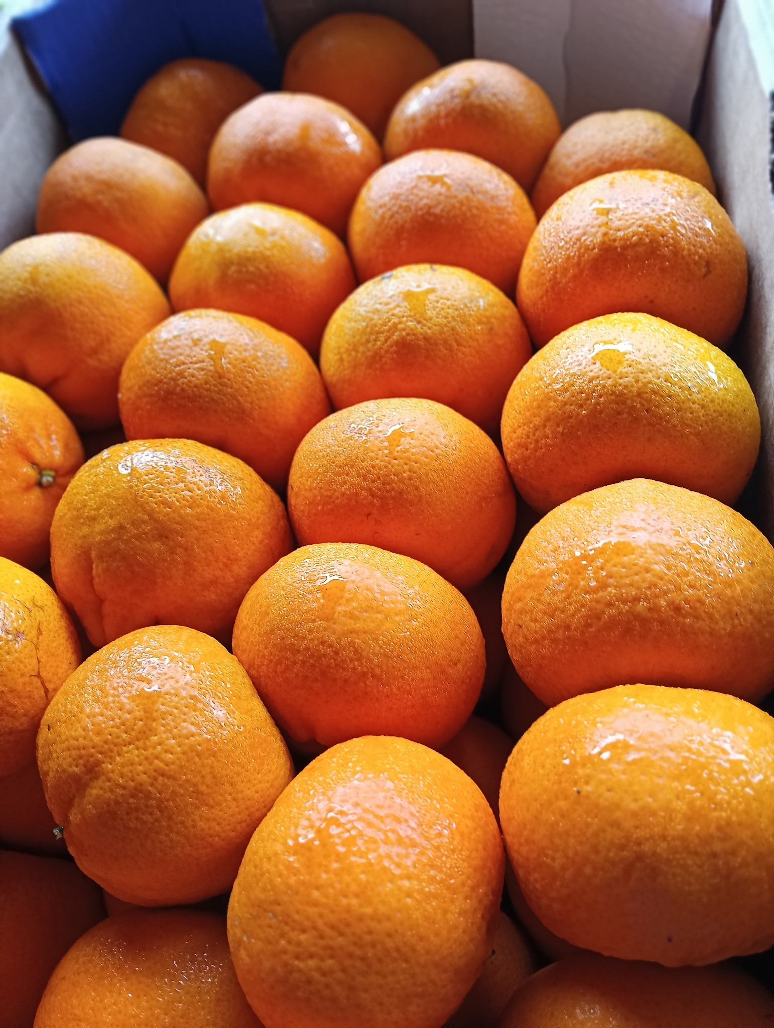 546619750_122137334348859196_6900049019421615019_n Orange