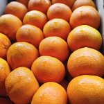 Orange Price in Badamtoli